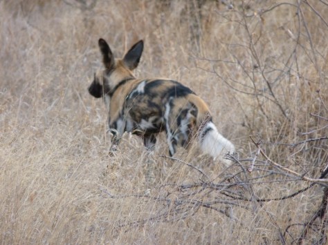 Wild Dog heads off into the bush