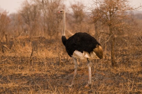 Ostrich near Satara