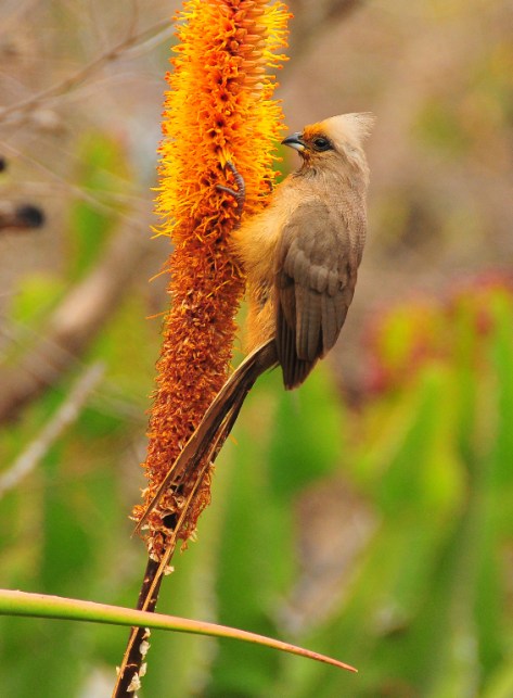 Speckled Mousebird, Satara 