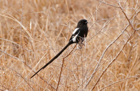 Magpie Shrike