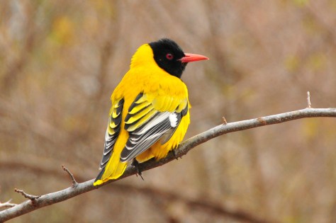 Black-headed Oriole, Satara