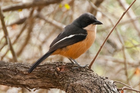 Southern Boubou, Tamboti
