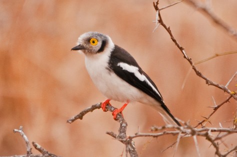 White-crested Helmet-Shrike