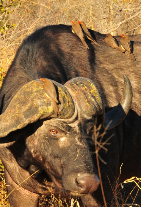 Buffalo with Oxpeckers