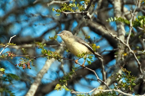 Burnt-necked Eremomela, Tamboti