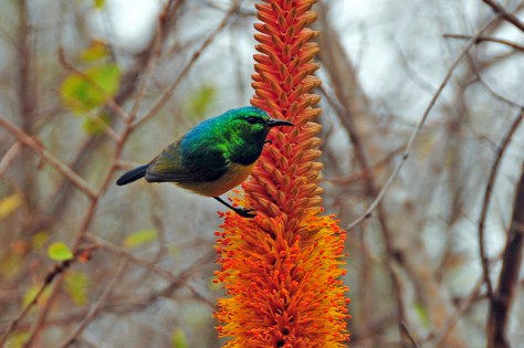 Collared Sunbird, Satara
