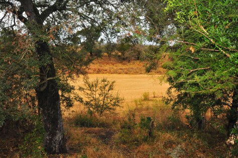 Tamboti Tent camp - view from the deck