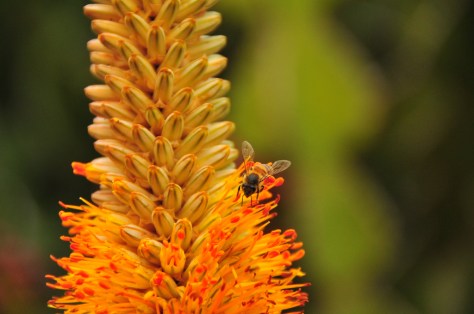 Bee on Aloe