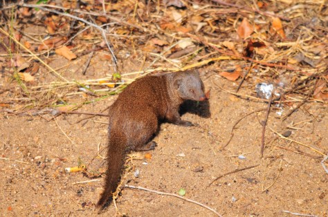 Dwarf Mongoose, Tamboti