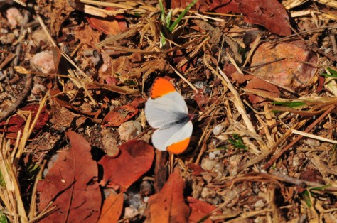 Orange-tip Butterfly