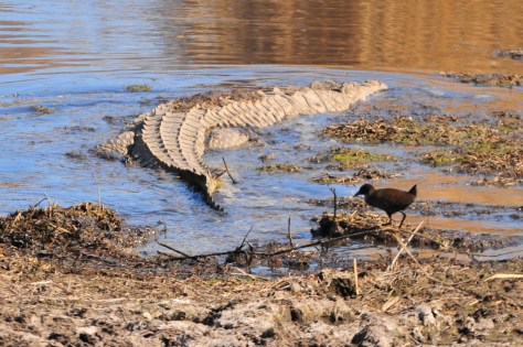 Croc and Crake