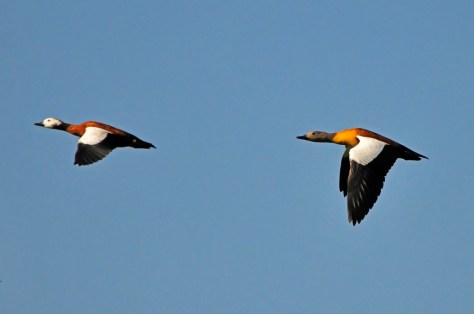 SA Shelduck, male following female (so what else is new?)