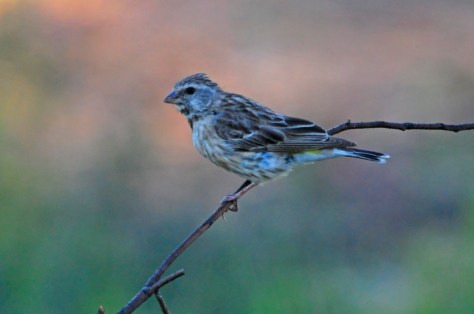 Black-throated Canary