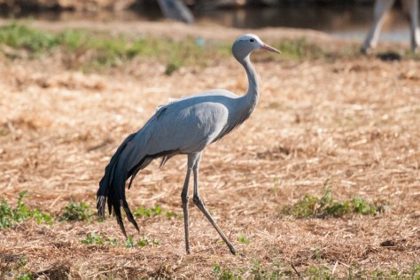 Blue Crane