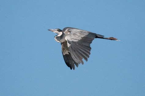 Black-headed Heron