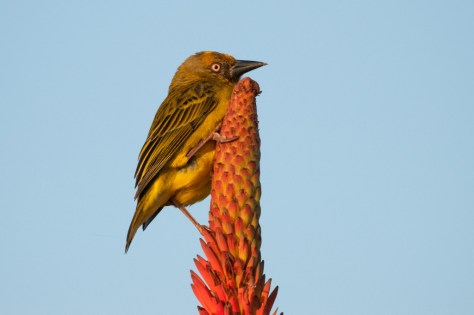 Cape Weaver, De Hoop NR