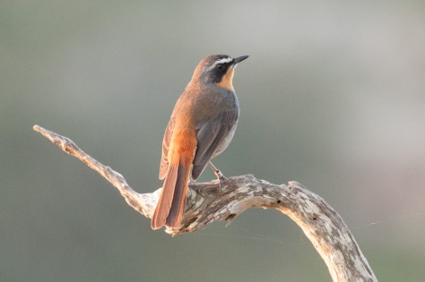 Cape Robin-Chat, De Hoop NR
