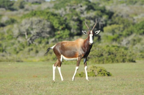 Bontebok