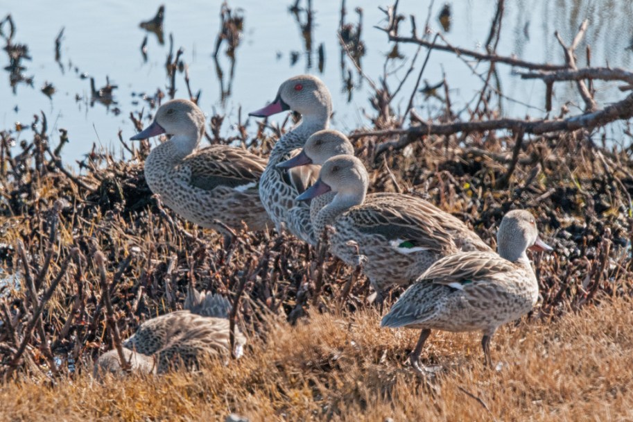 Cape Shoveler, De Hoop NR
