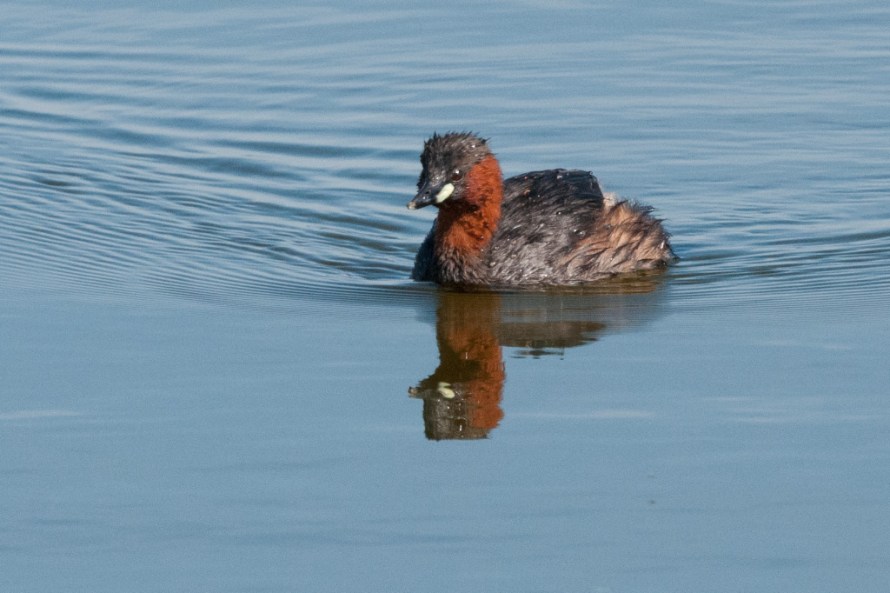 Little Grebe, De Hoop NR