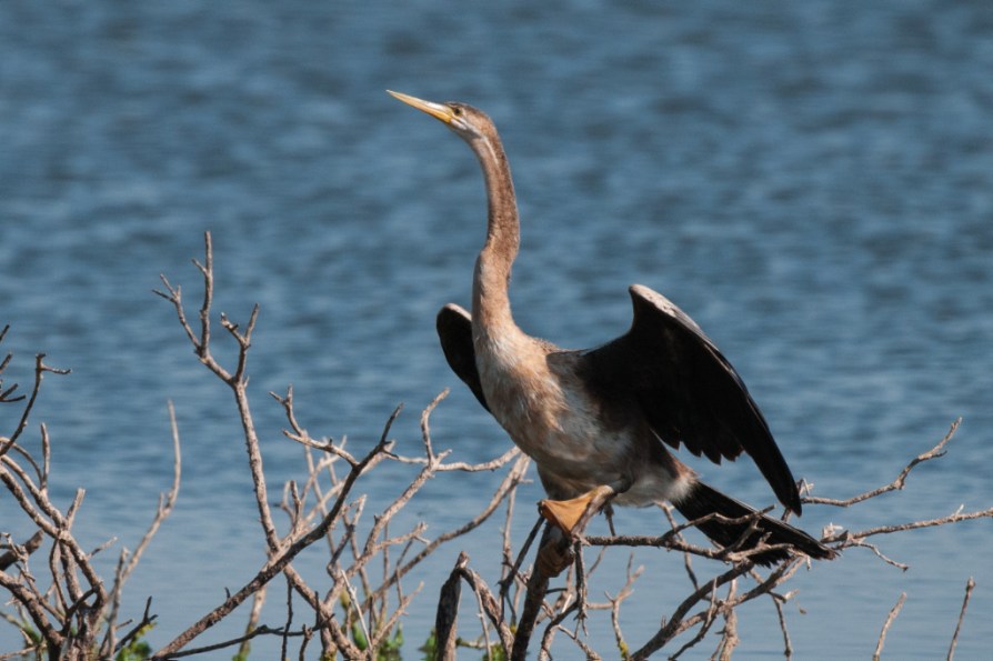 African Darter, De Hoop NR