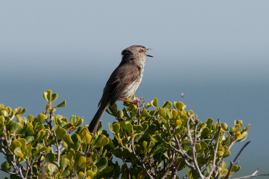 Karoo Prinia, De Hoop NR