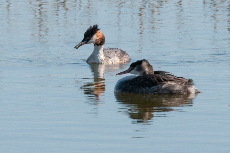 Great Crested Grebe, De Hoop NR