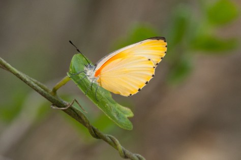 False dotted-border (Belenois thysa thysa)
