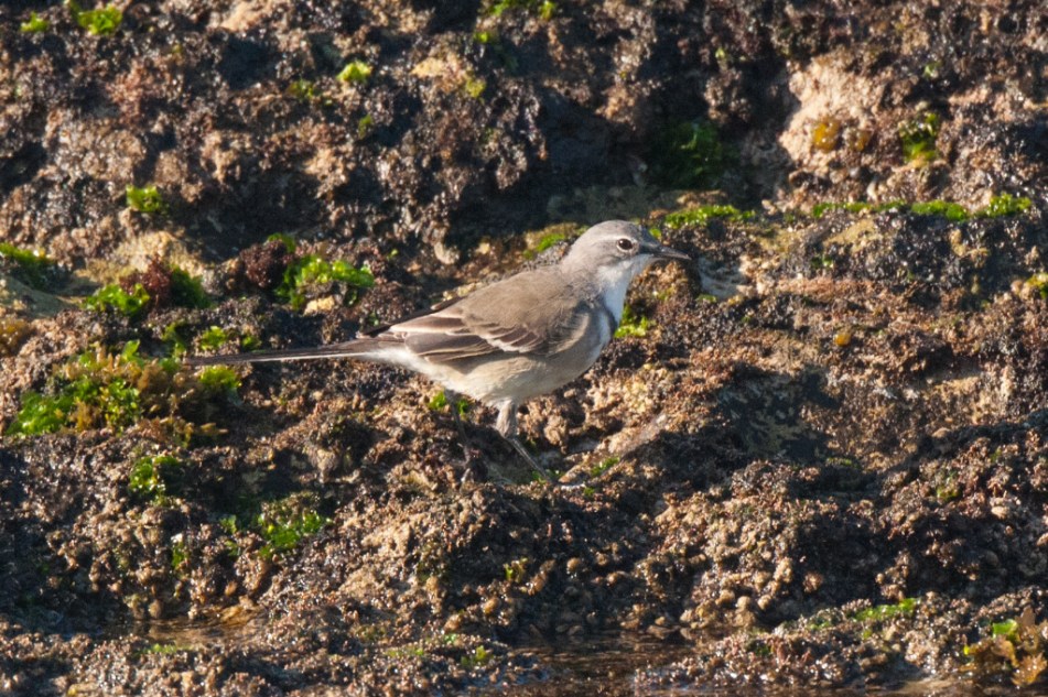 Cape Wagtail, De Hoop NR