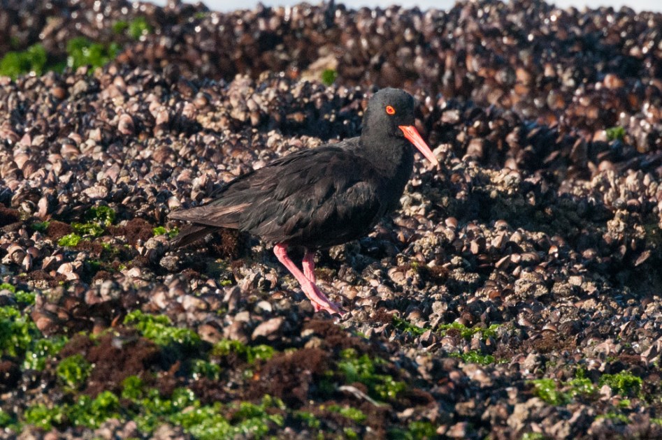 African Black Oystercatcher