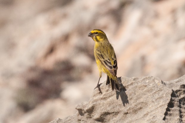 Yellow Canary, De Hoop NR