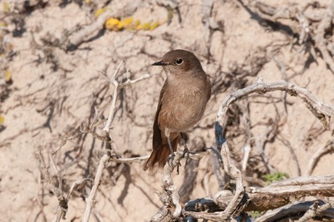 Familiar Chat, De Hoop NR
