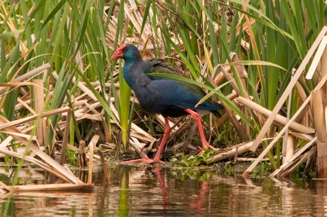 African Purple Swamphen