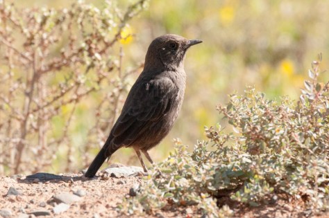 Anteating Chat, Camdeboo NP