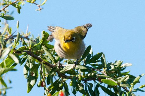Cape White-Eye, Camdeboo NP