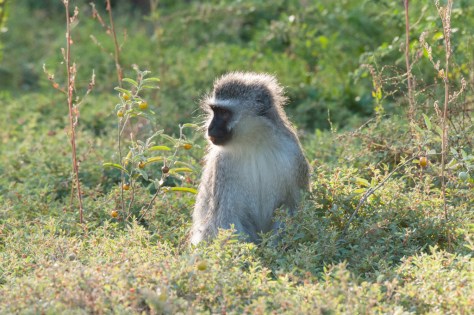 Vervet Monkey, Camdeboo NP