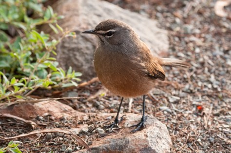Karoo Scrub-Robin, Camdeboo NP