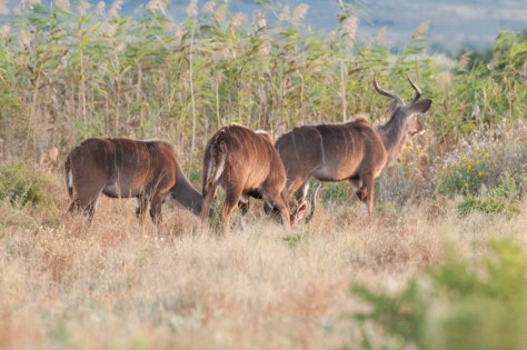 Kudu, Camdeboo NP