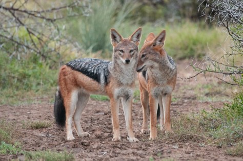 Black-backed Jackal, Camdeboo NP