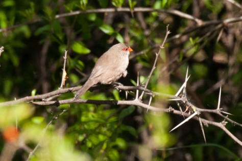 Common Waxbill, Camdeboo NP