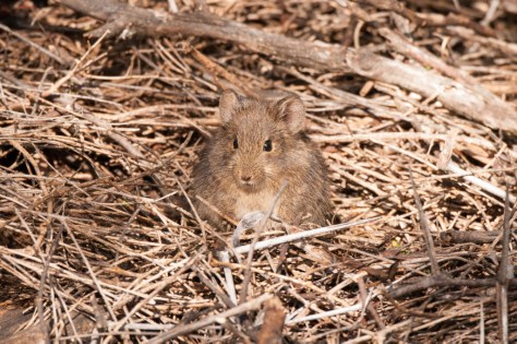 Karoo Bushrat (Otomys inisulcatus), Camdeboo NP