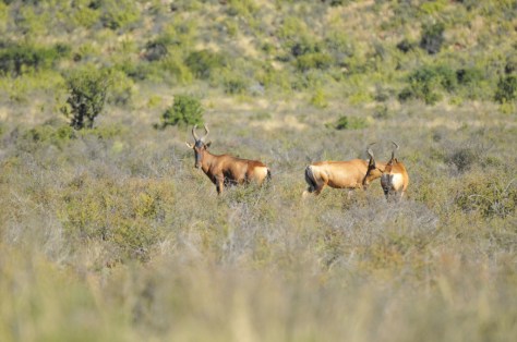 Red Hartebeest, Camdeboo NP