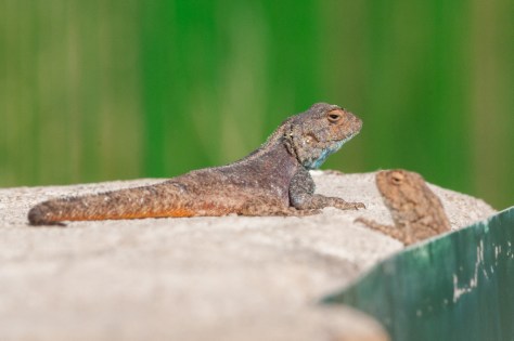 Rock Agama
