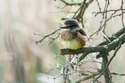 Brown-headed Kingfisher