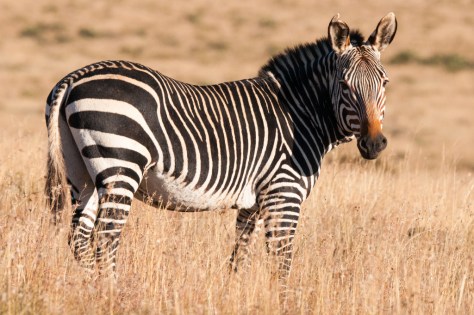 Mountain Zebra, in the Park created for them