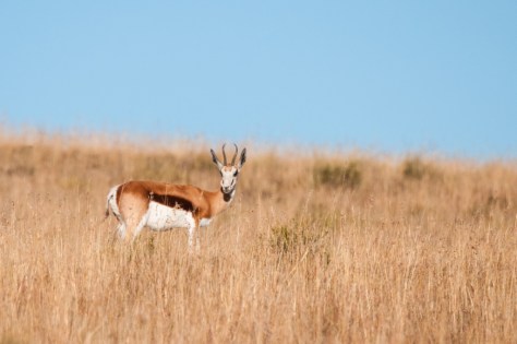 Springbok, Mountain Zebra NP