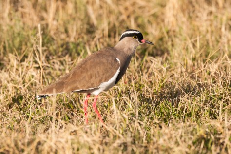Crowned Lapwing, Mountain Zebra NP
