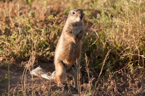 Ground Squirrel (Xerus inauris), Mountain Zebra NP
