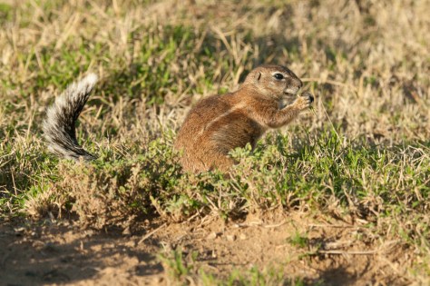 Ground Squirrel