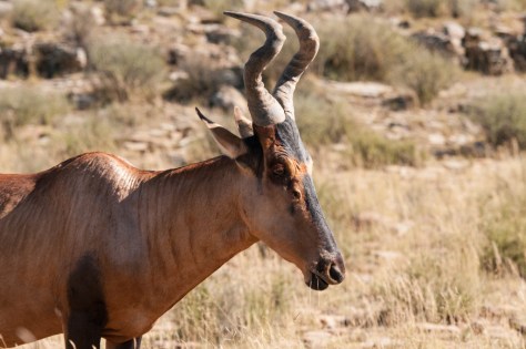 Red Hartebeest, Mountain Zebra NP